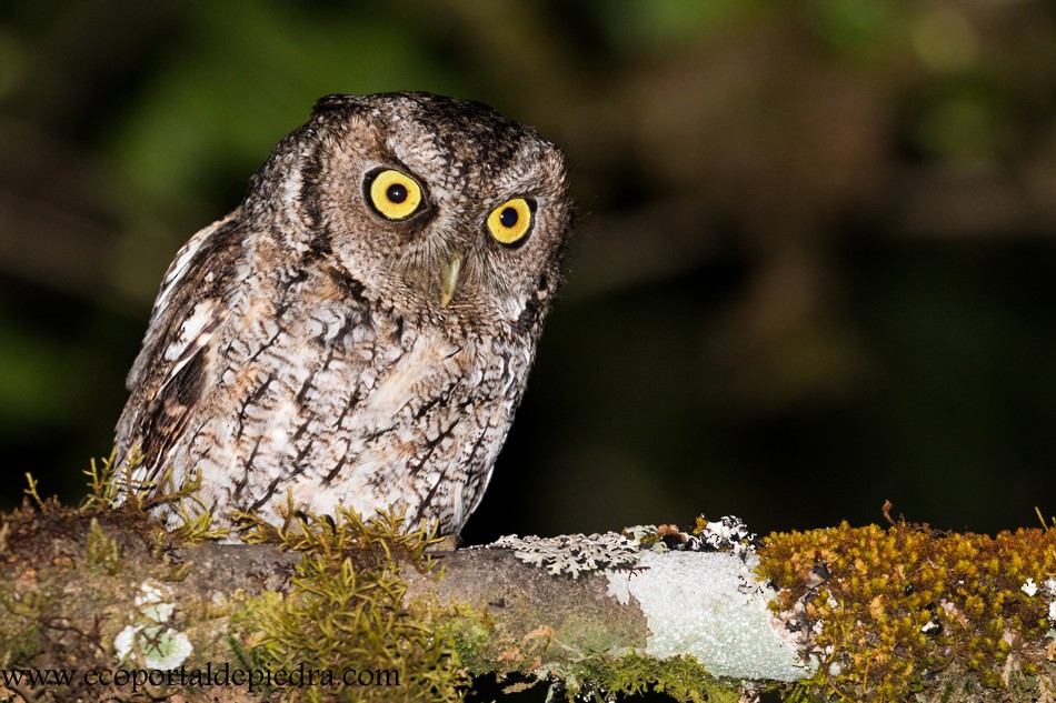 Montane Forest Screech-Owl - Carlos Cuñado Strelkov