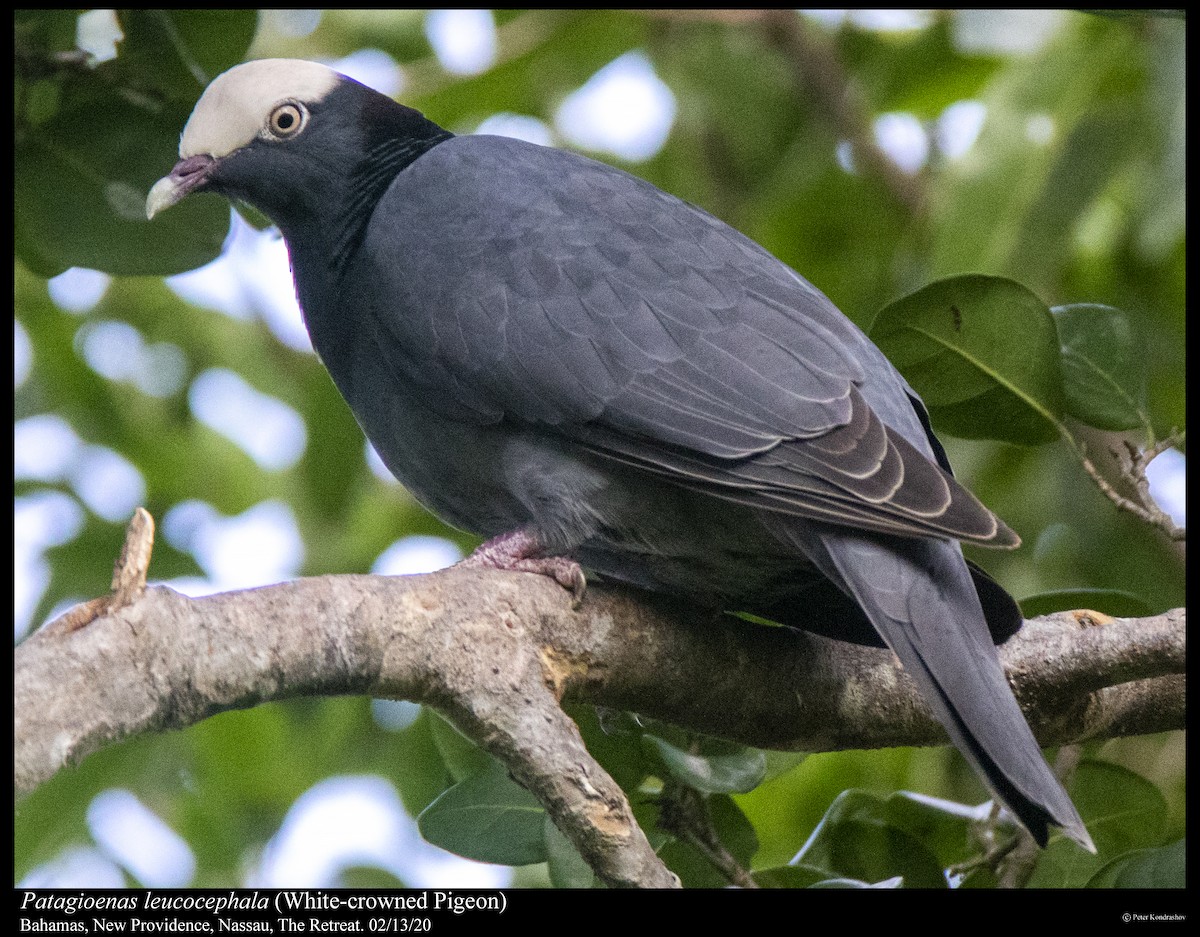 White-crowned Pigeon - Peter Kondrashov