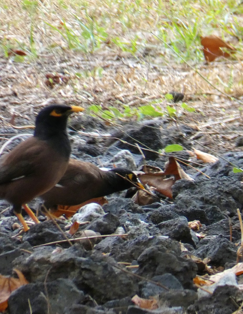 Common Myna - Susan Kirkbride