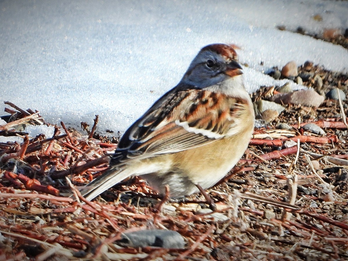 American Tree Sparrow - ML287612581