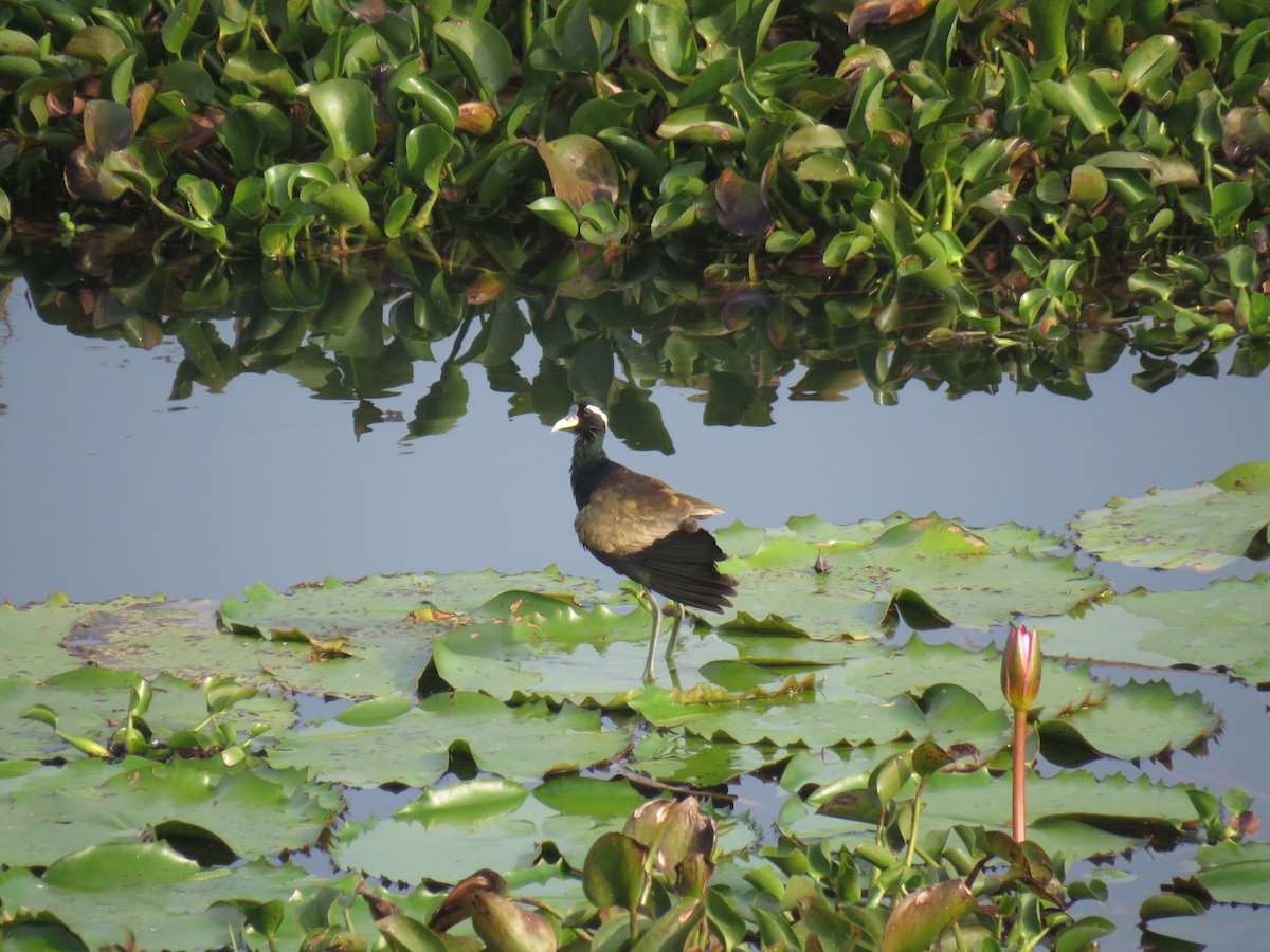 Jacana bronzé - ML287613511