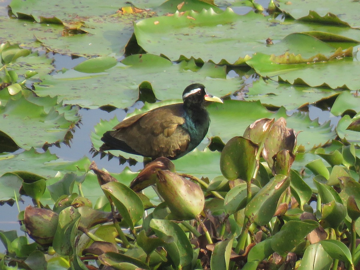 Jacana bronzé - ML287613521