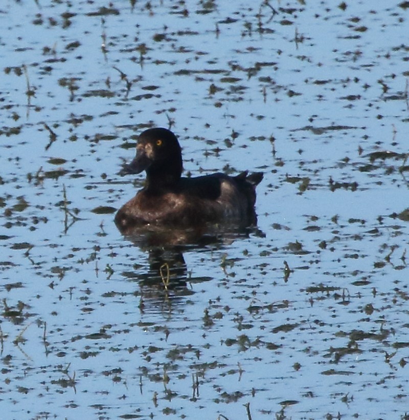 Tufted Duck - ML287614361