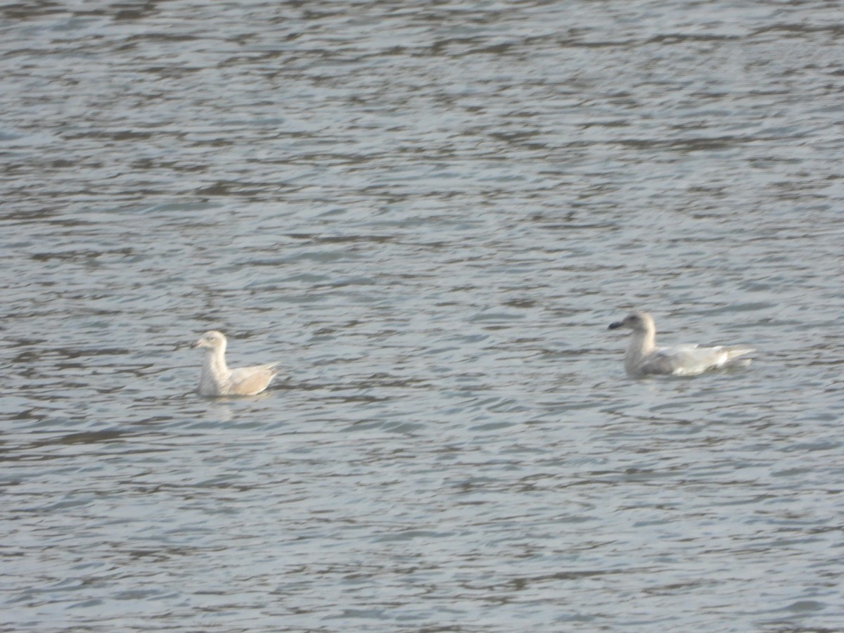 Glaucous-winged Gull - ML287615441