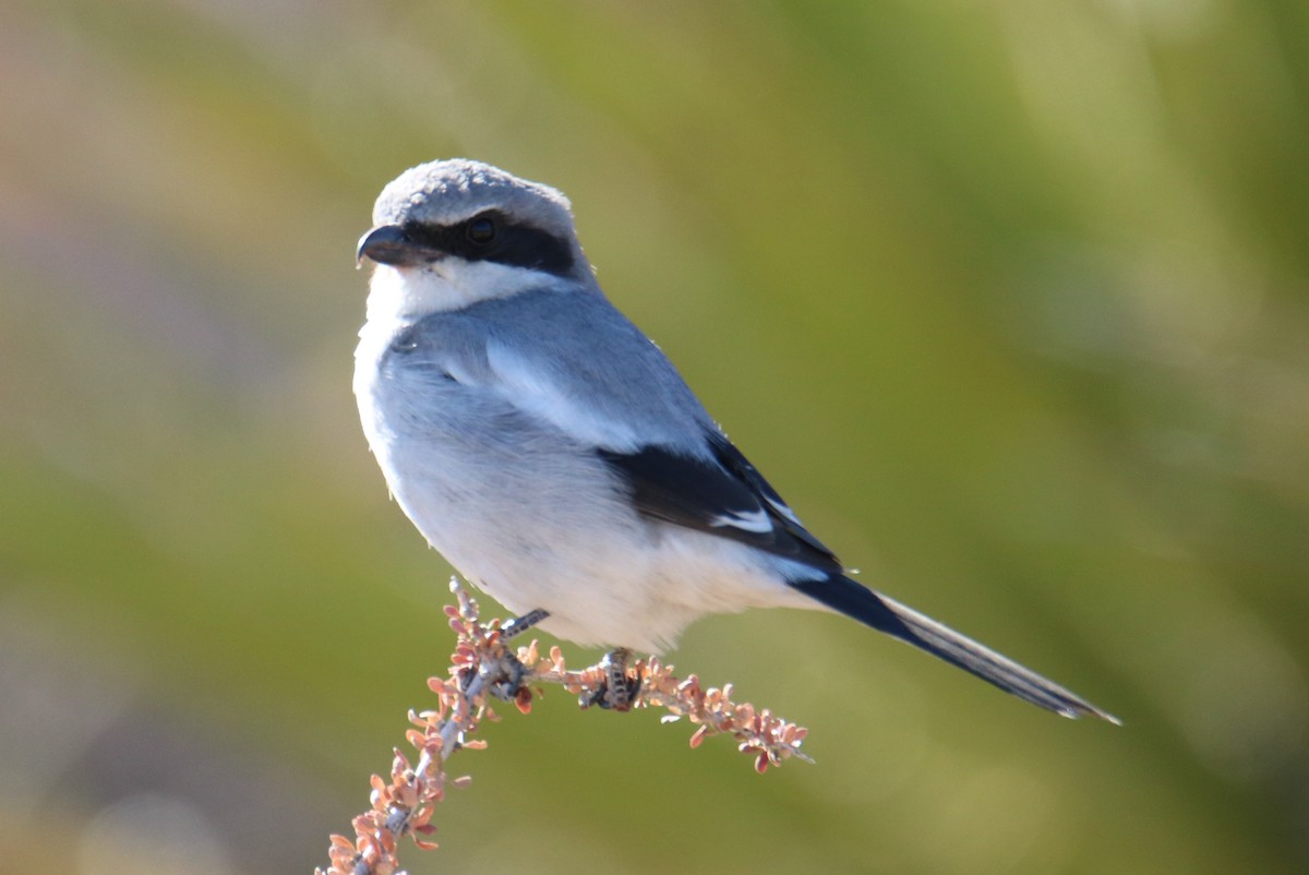 Loggerhead Shrike - Olivia & Bryan Williams