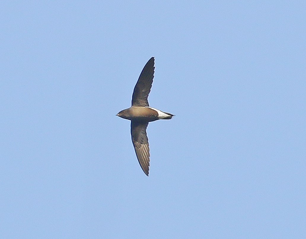 Brown-backed Needletail - ML287618101