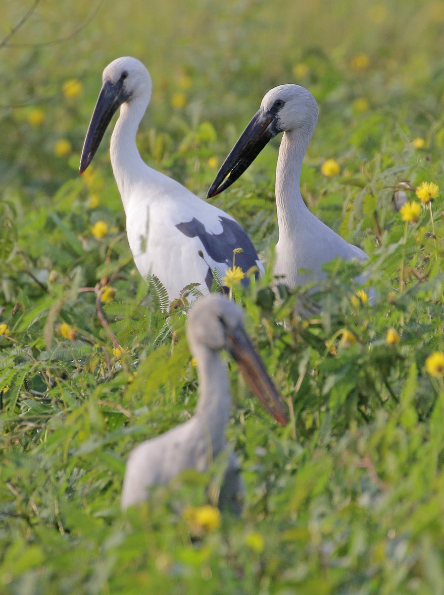 Asian Openbill - ML287618291