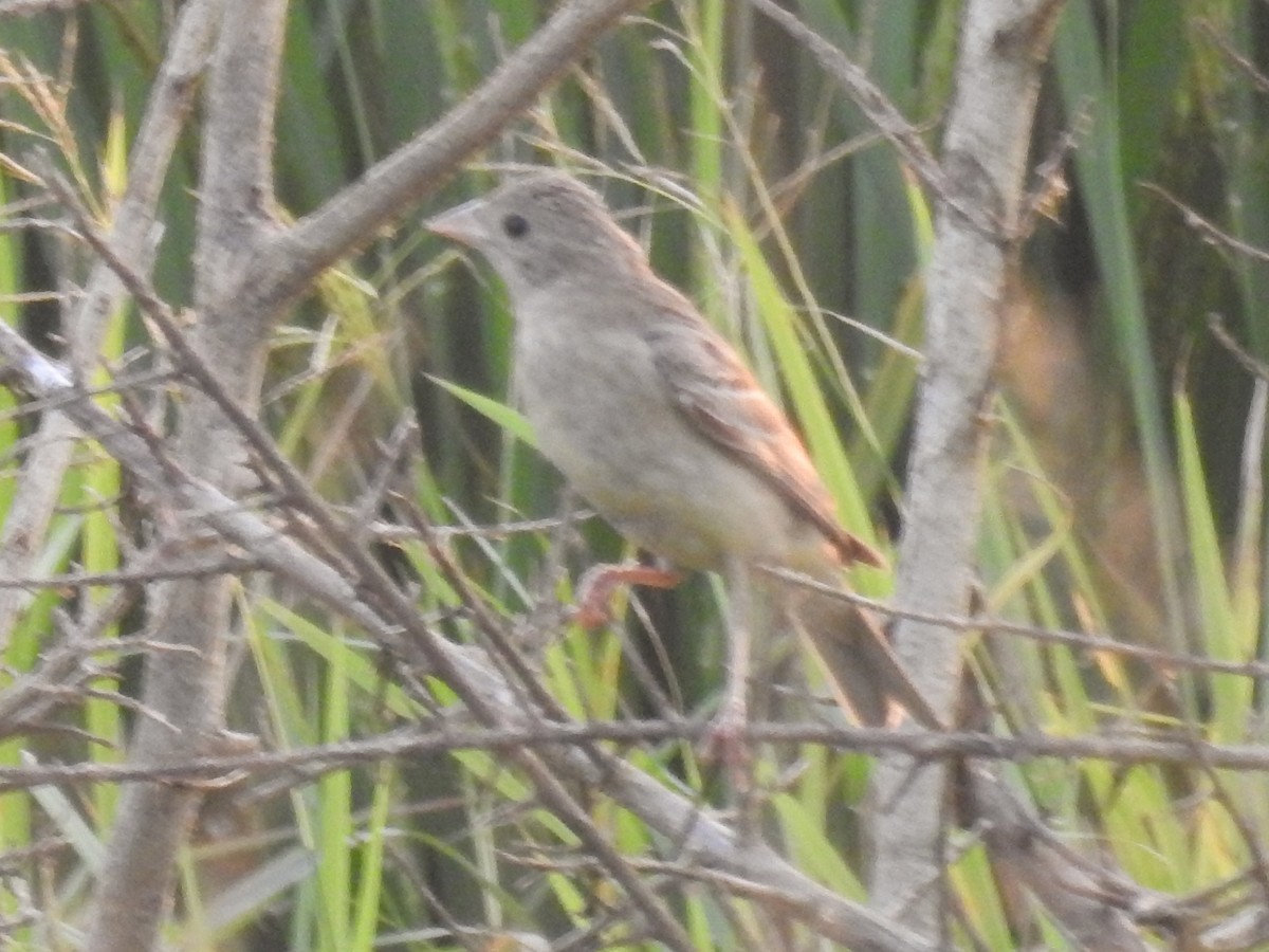 Black-headed Bunting - ML287619931