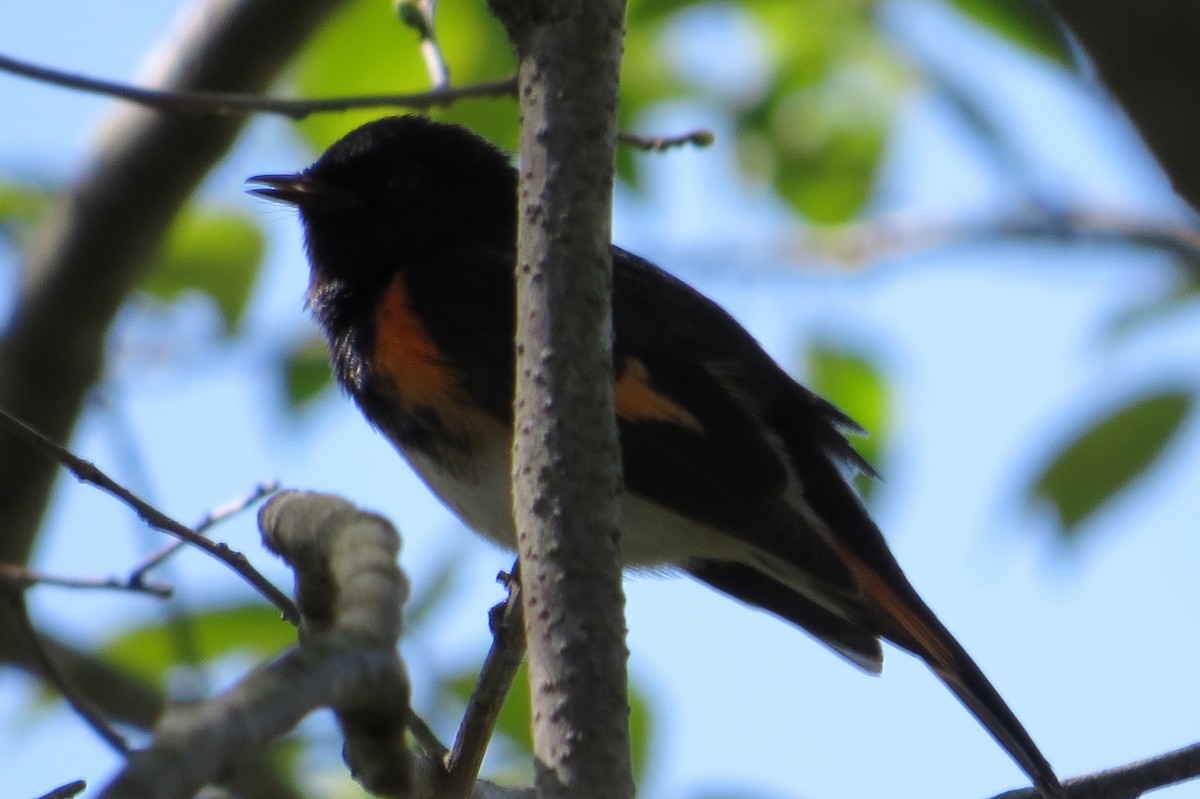 American Redstart - Anne Hamlin