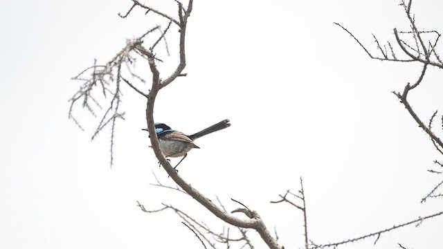 Superb Fairywren - ML287622341