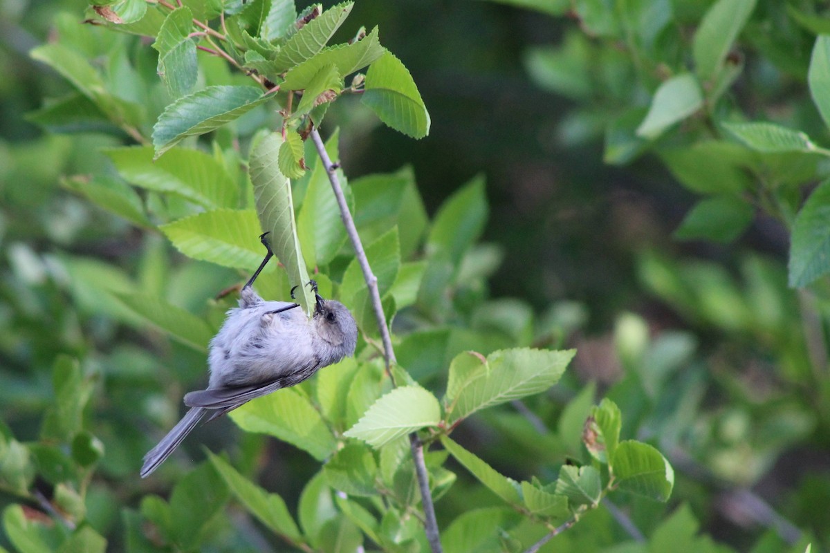 Bushtit - David Lerwill