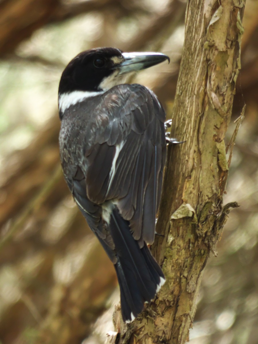 Gray Butcherbird - Alfons  Lawen