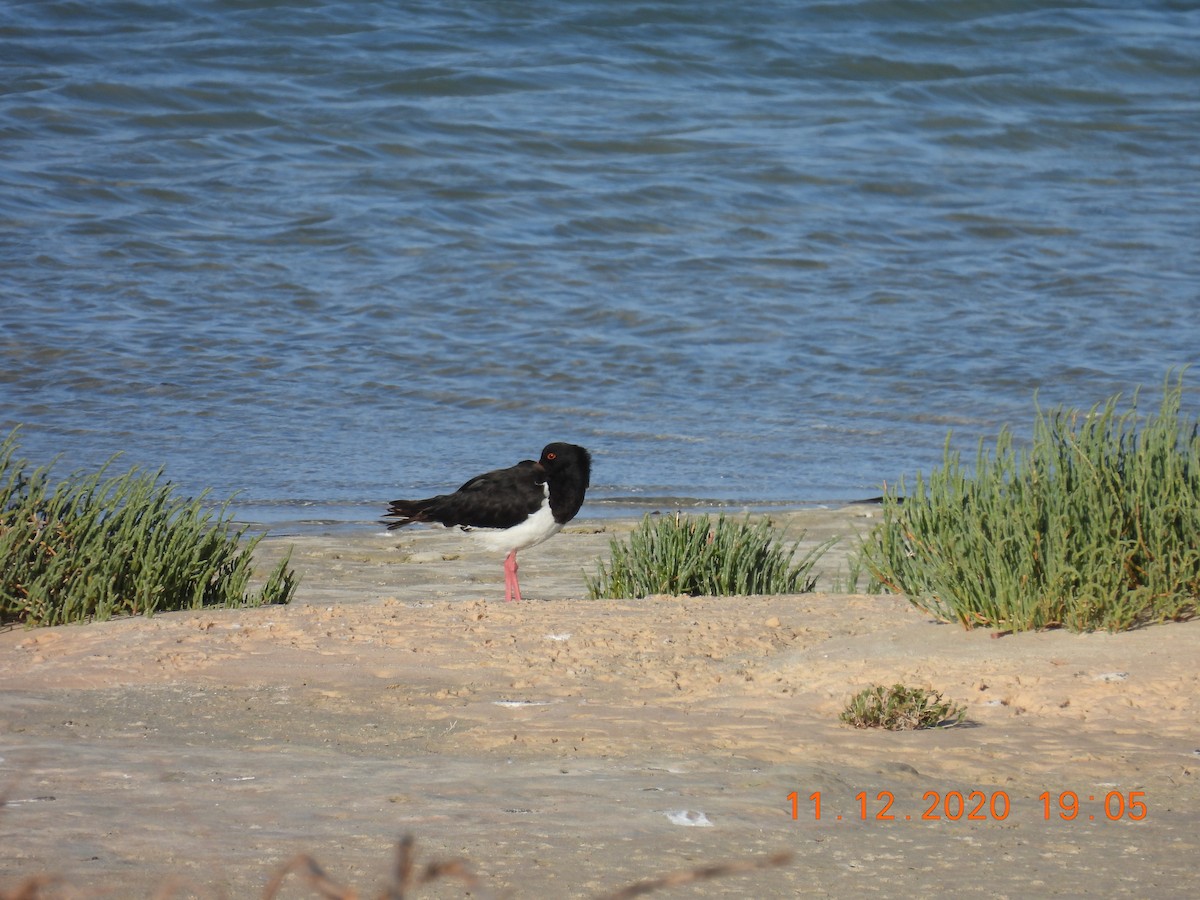 Pied Oystercatcher - ML287627431