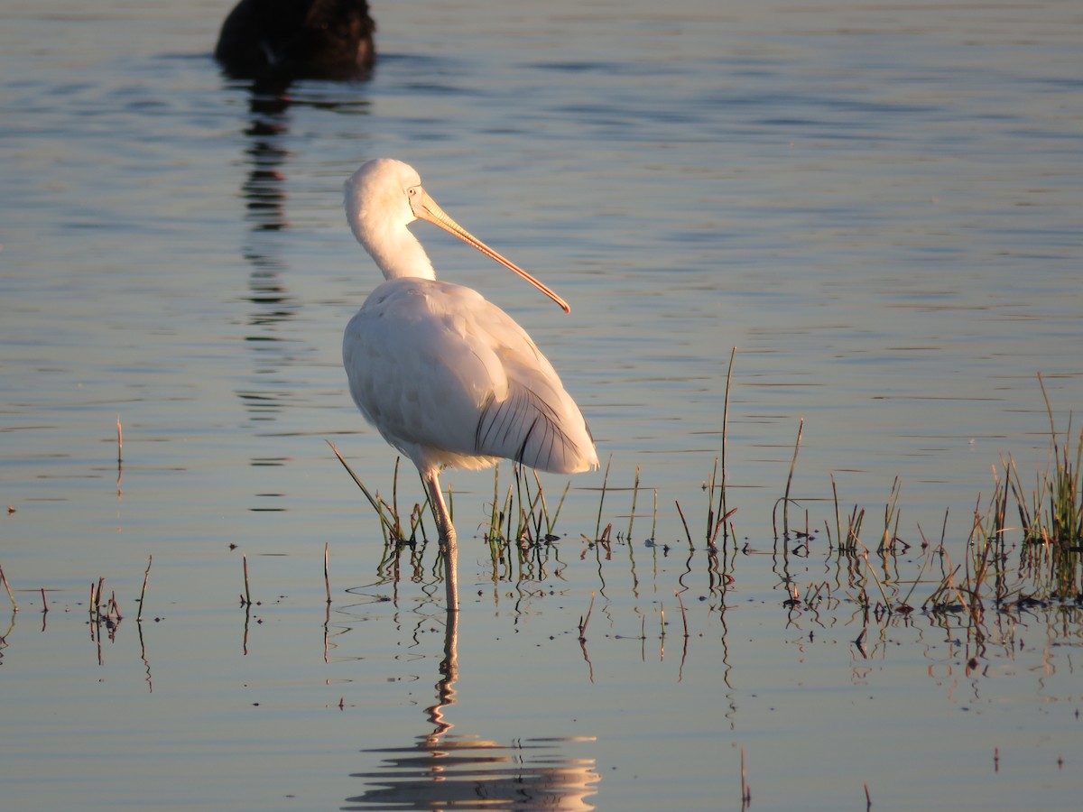 Yellow-billed Spoonbill - ML28762811