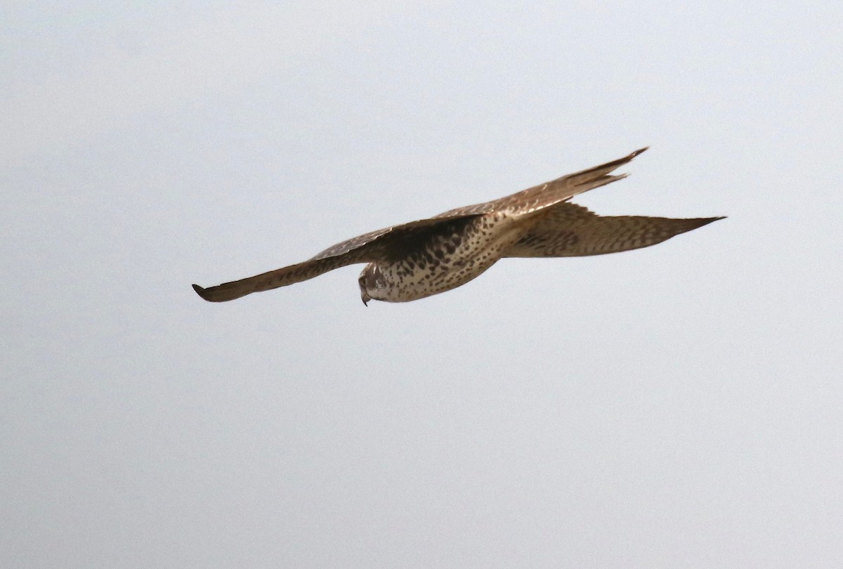 Prairie Falcon - ML287628821