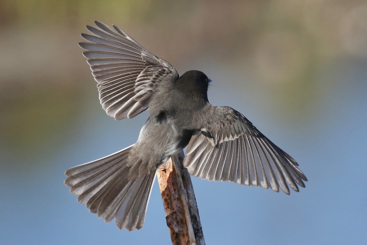 Black Phoebe - Jonah  Benningfield