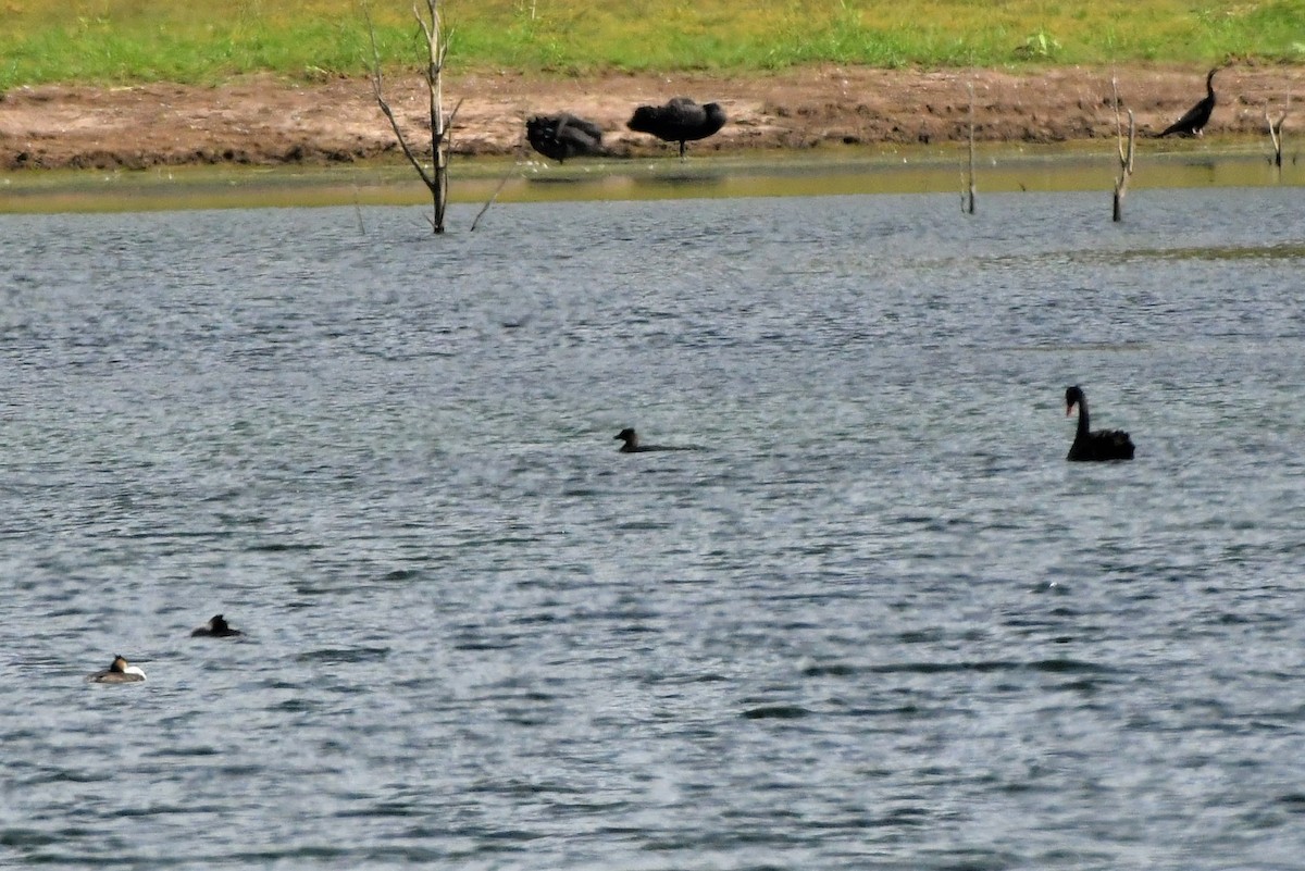 Musk Duck - ML287629831