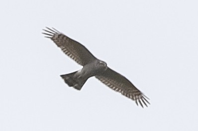 Eurasian Sparrowhawk - ML287629891
