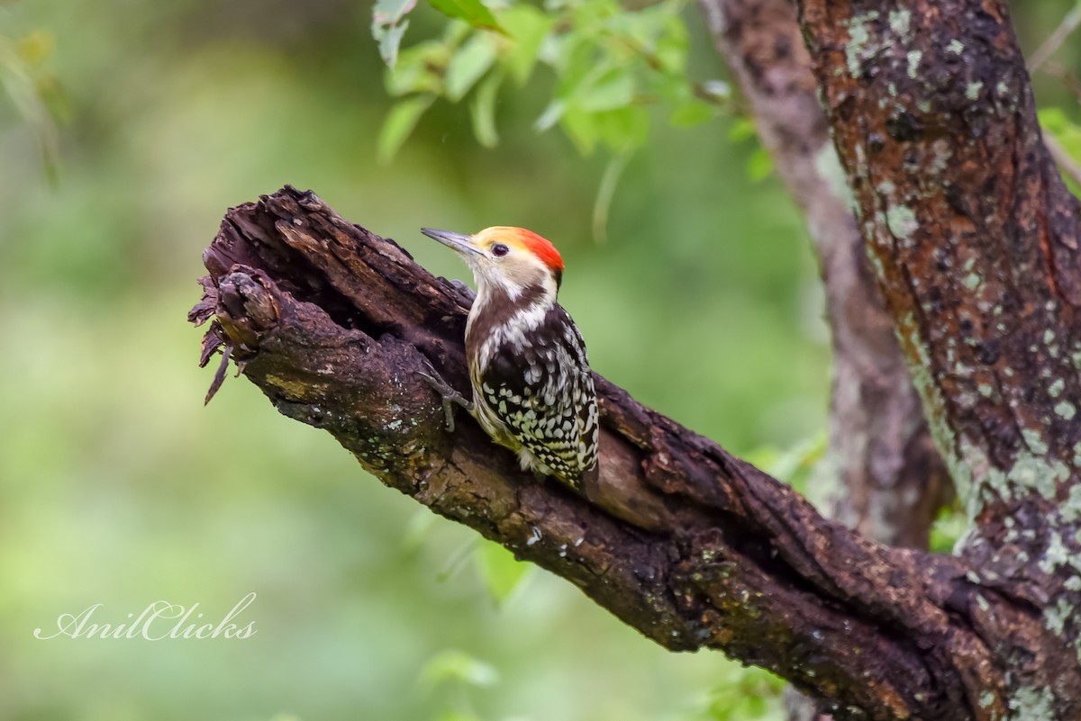 Yellow-crowned Woodpecker - ML287629961