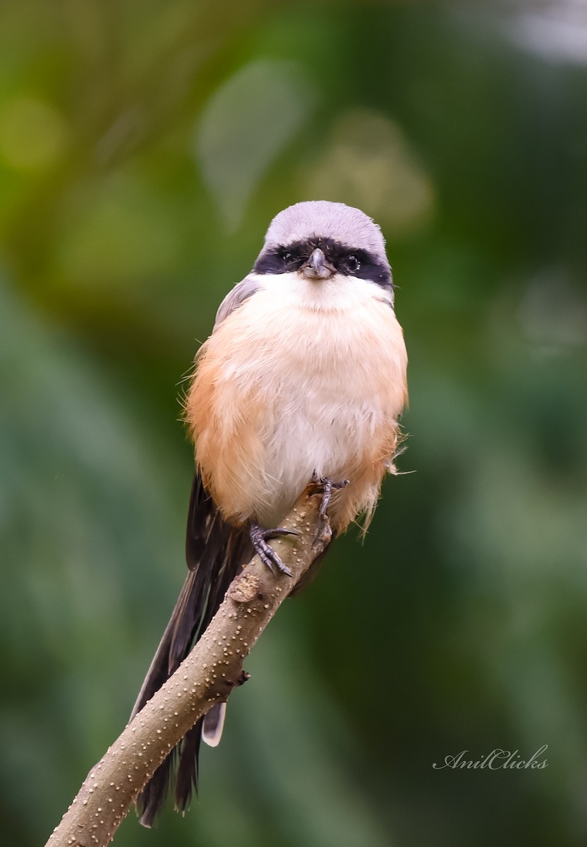 Long-tailed Shrike - ML287630101