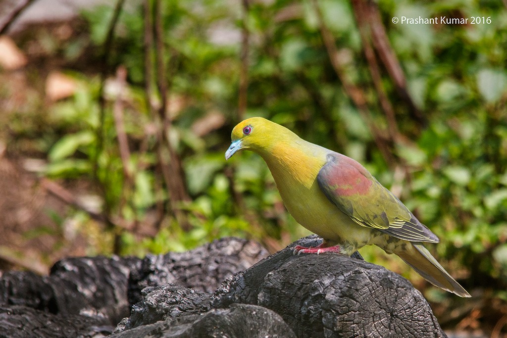 Wedge-tailed Green-Pigeon - ML28763051