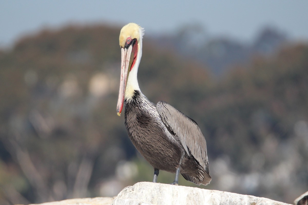 Brown Pelican - Patrick Sysiong