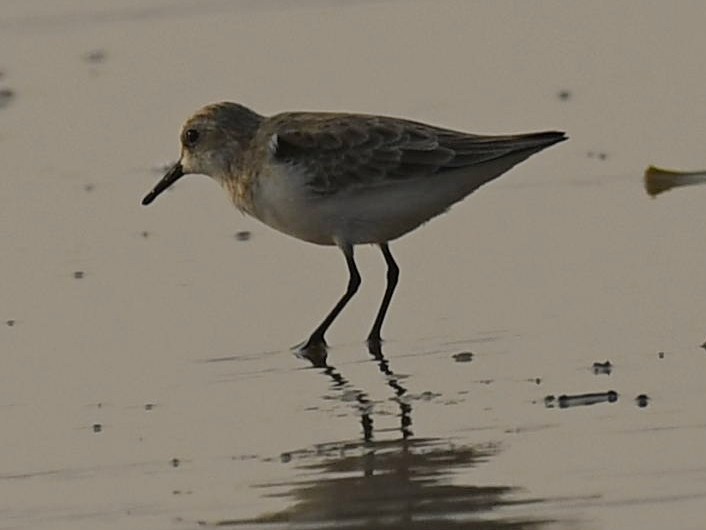 Little Stint - Subhadra Devi