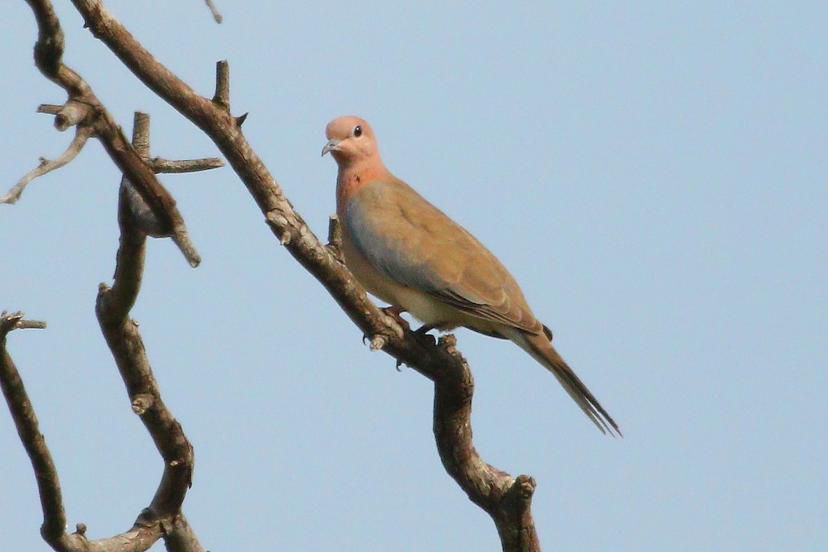 Laughing Dove - ML287632661