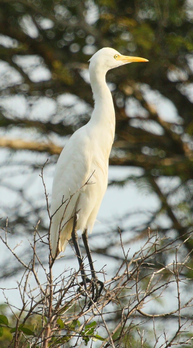 Medium Egret - ML287633011