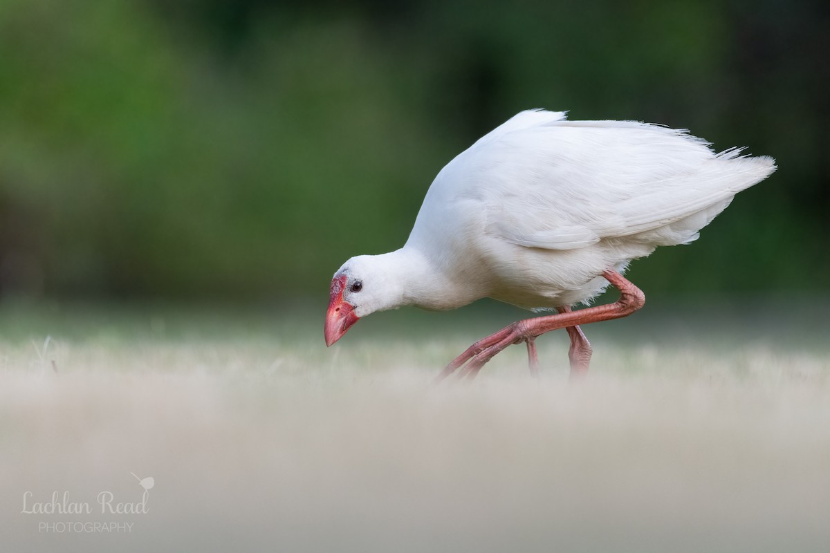 Australasian Swamphen - ML287633791