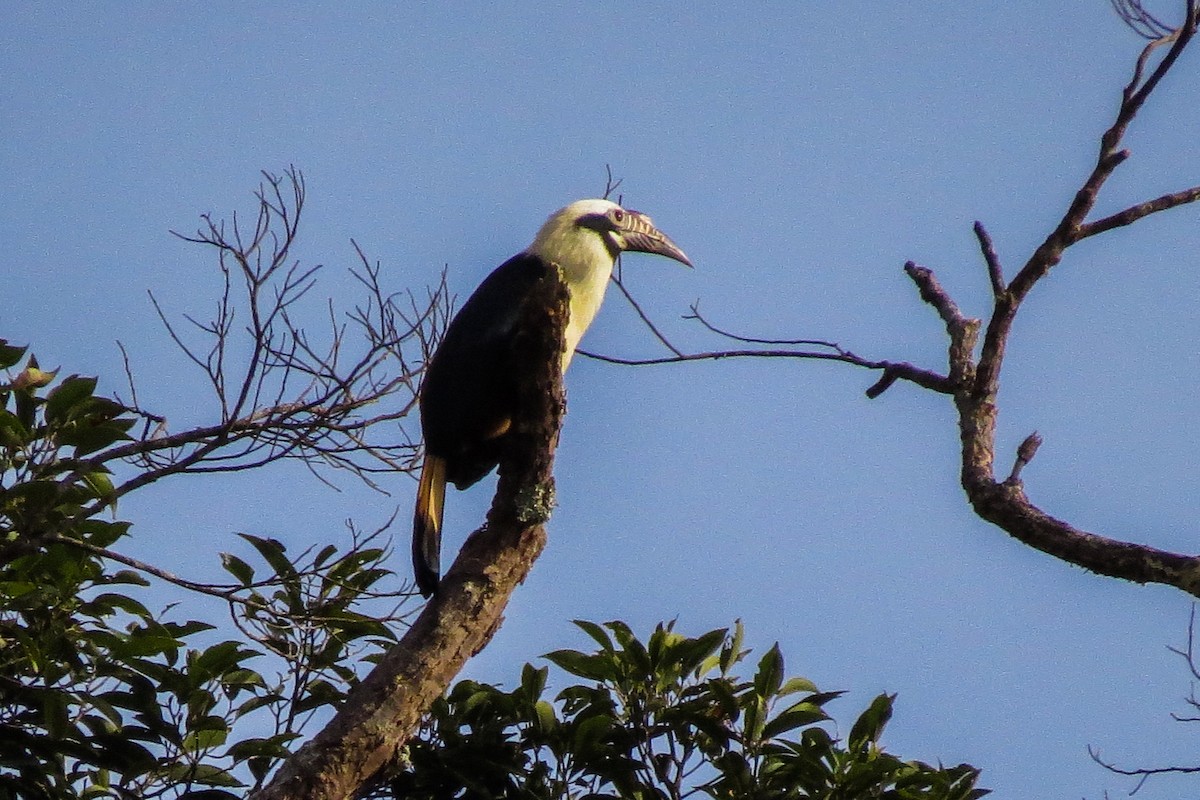 Visayan Hornbill - ML287634741