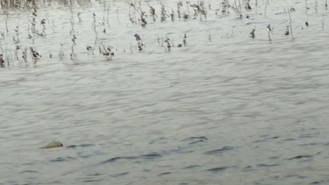 Great Crested Grebe - ML287635161