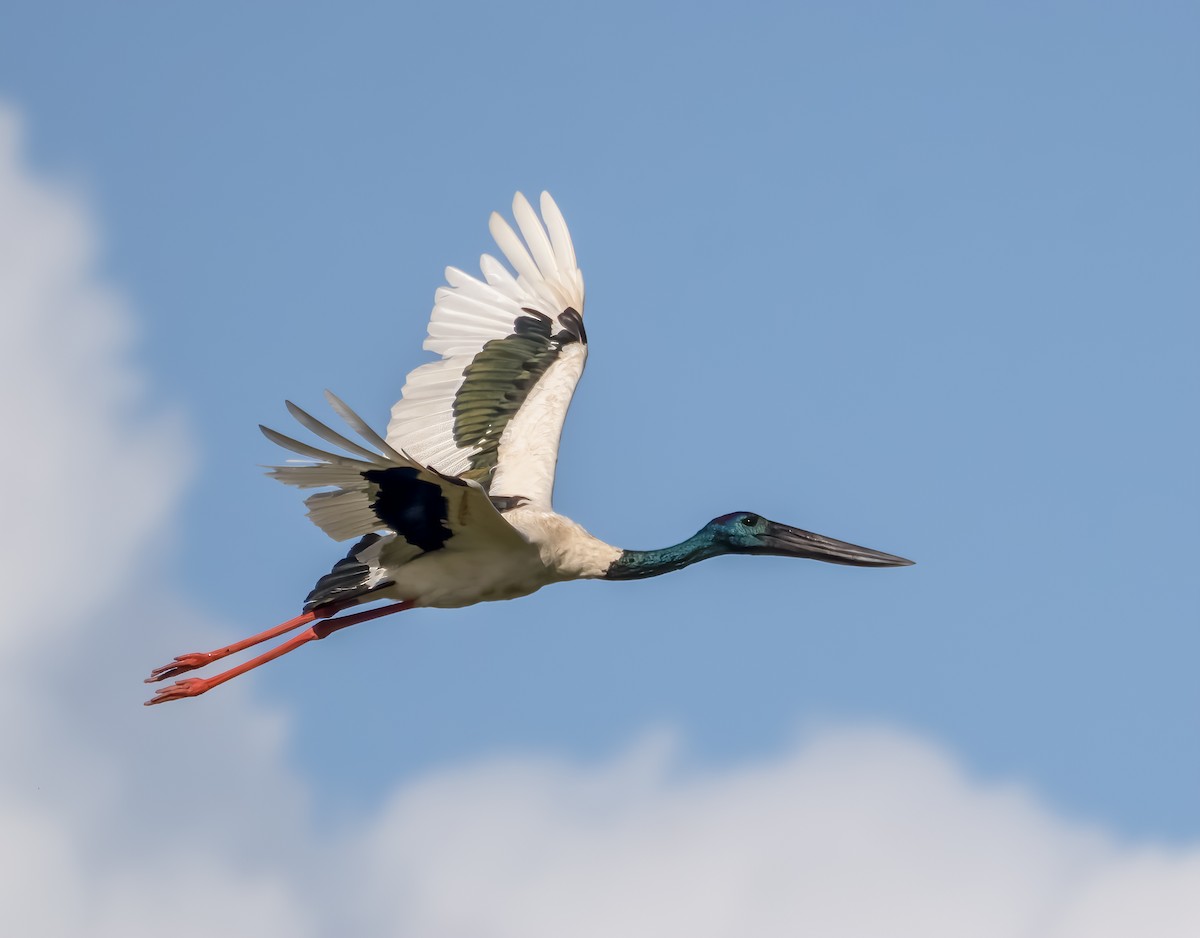 Black-necked Stork - ML287639491