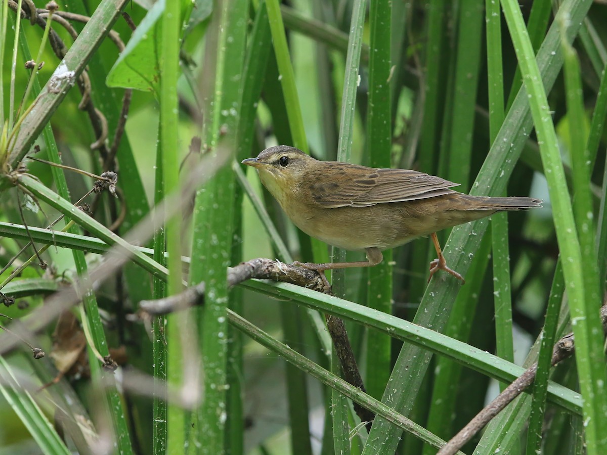 Pallas's Grasshopper Warbler - ML287640551