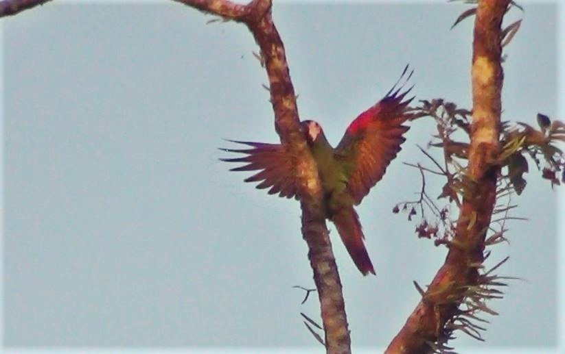 Chestnut-fronted Macaw - ML287640581