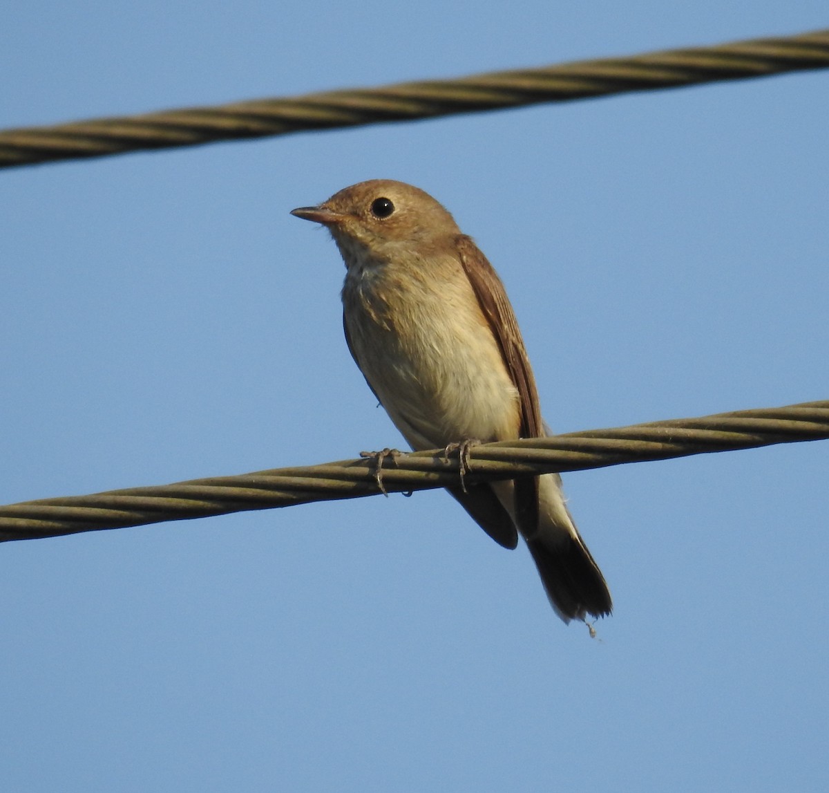 Red-breasted Flycatcher - ML287641111