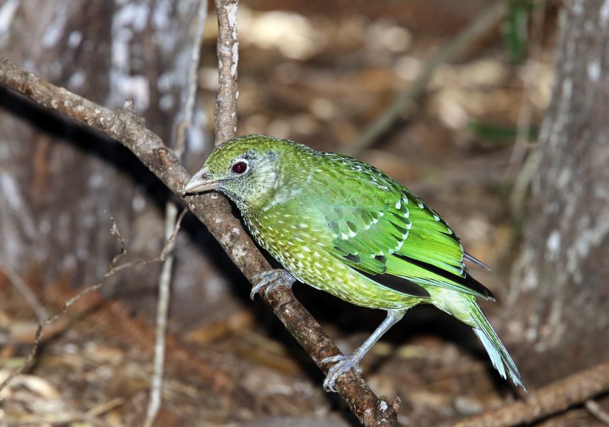 Green Catbird - ML287641771