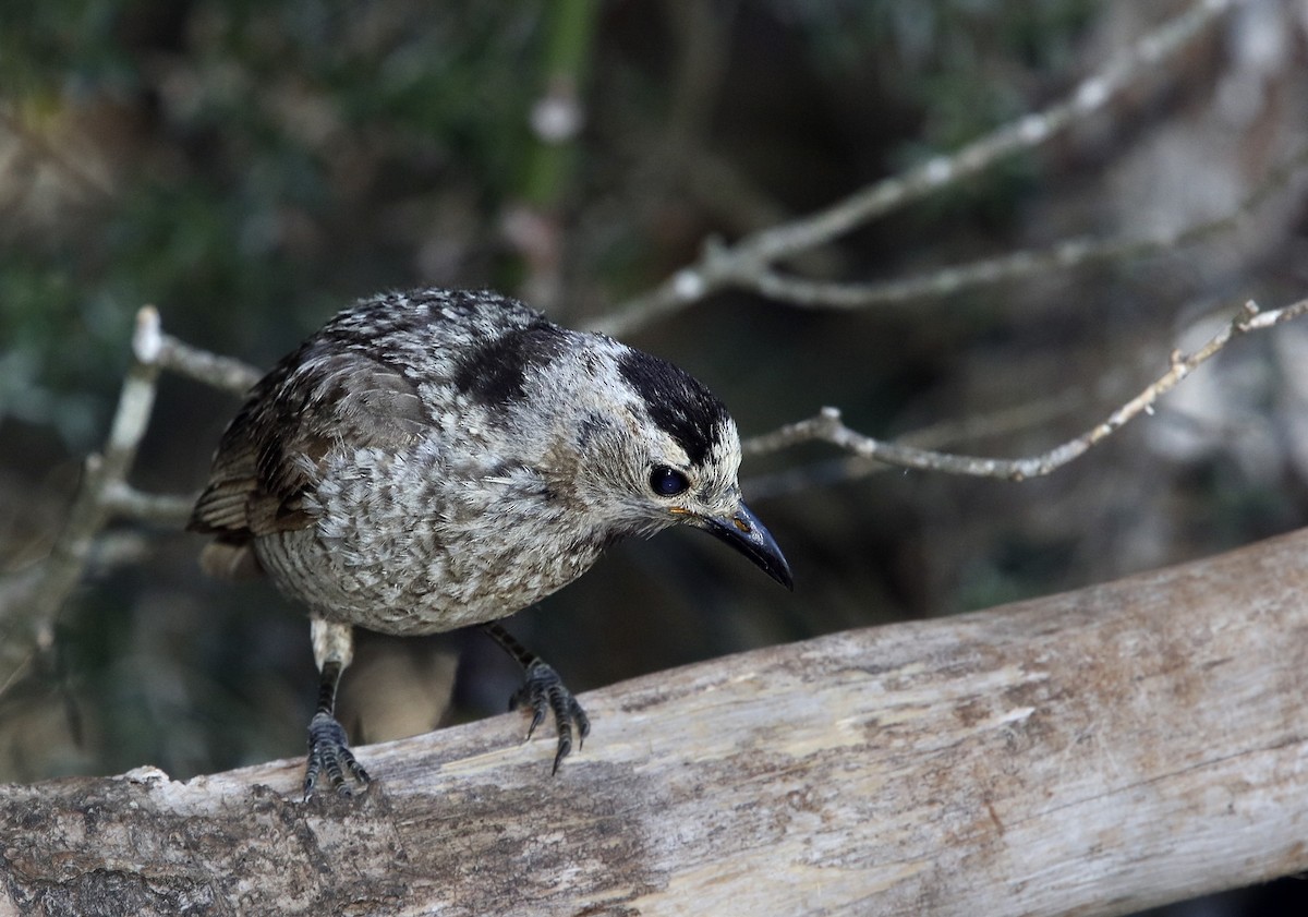 Regent Bowerbird - ML287641851