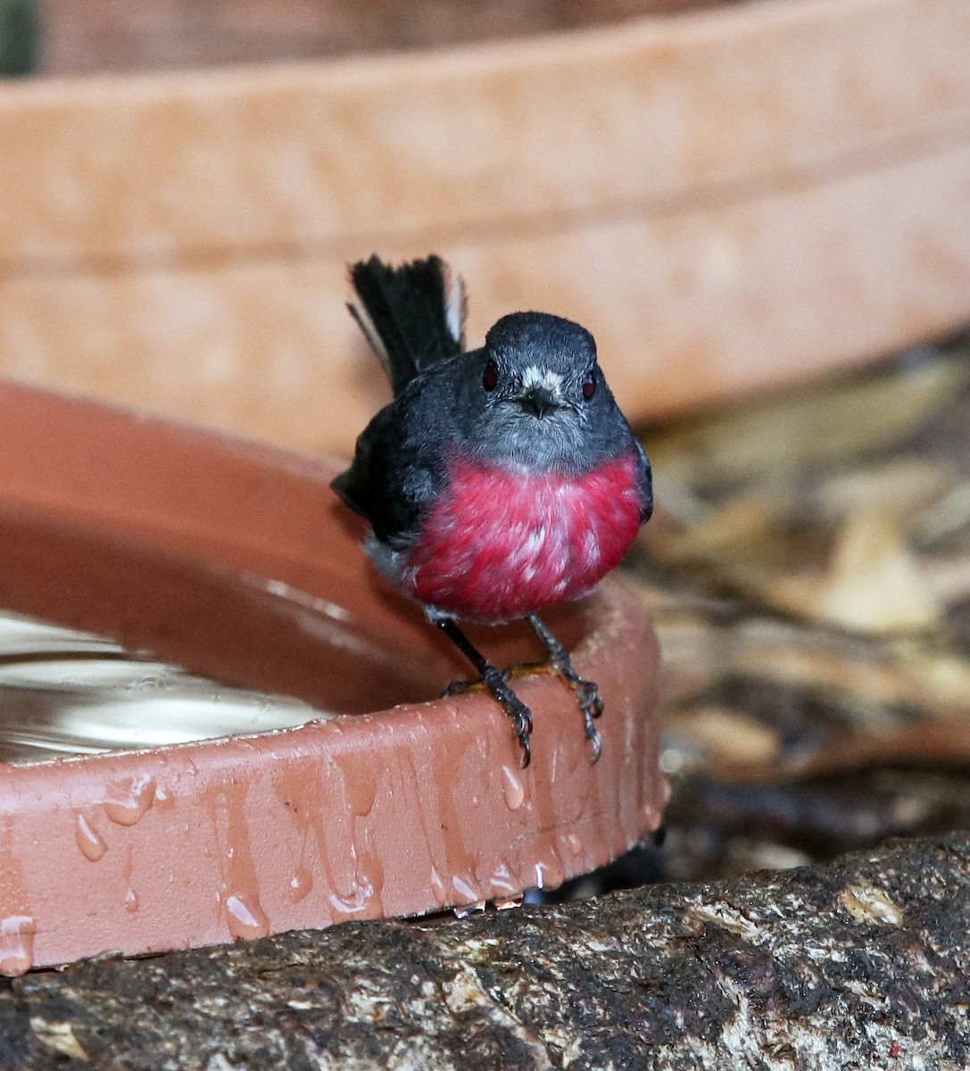 Rose Robin - ML287641921