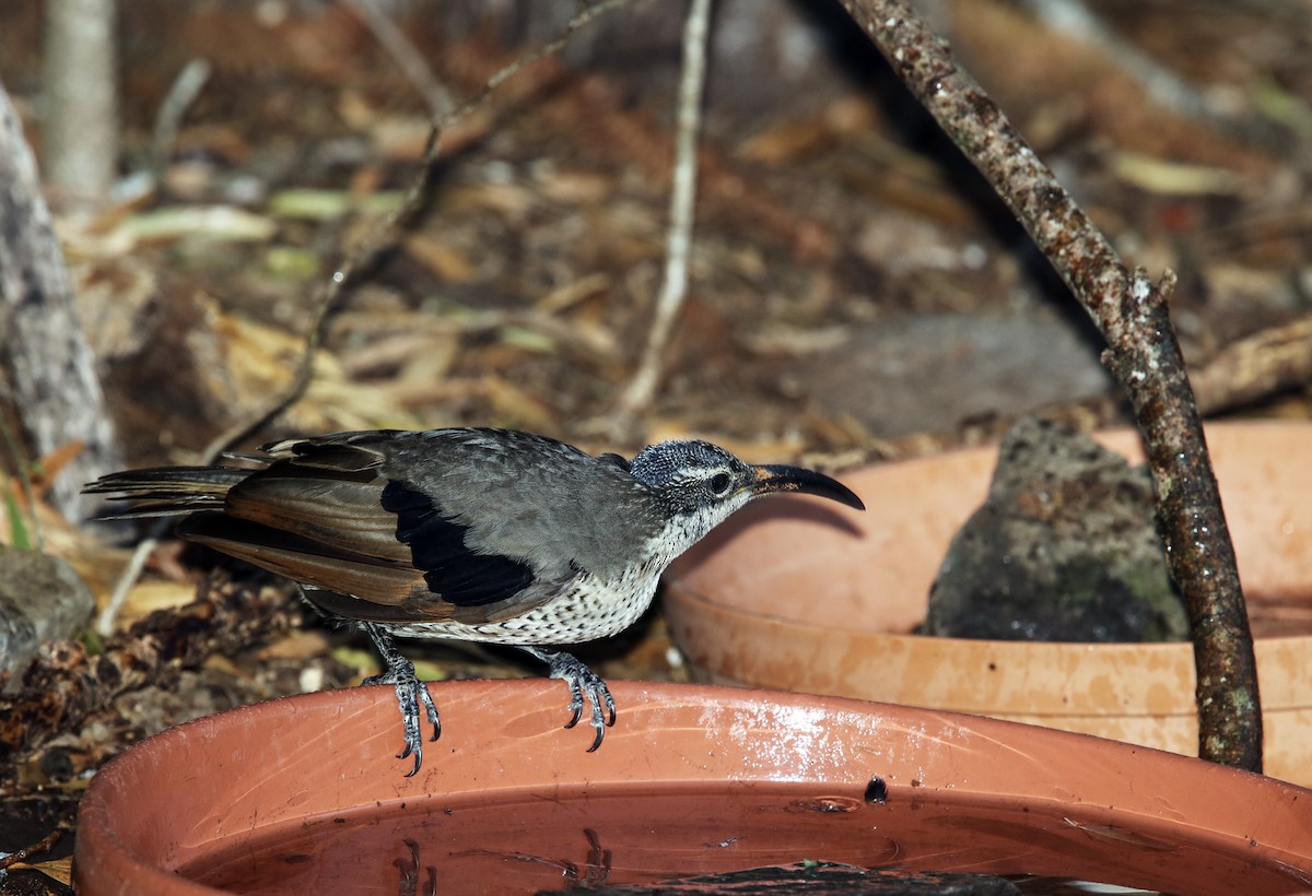 Paradise Riflebird - ML287642141