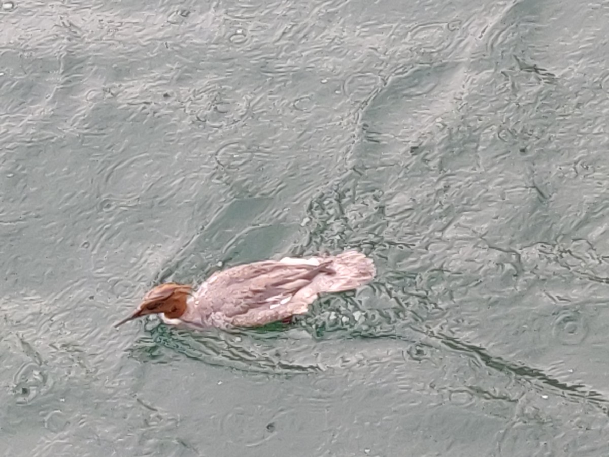 Common Merganser - ML287642201