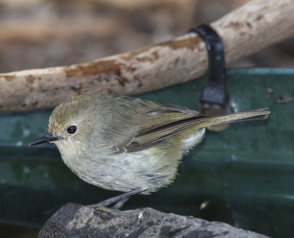 Large-billed Scrubwren - ML287642541