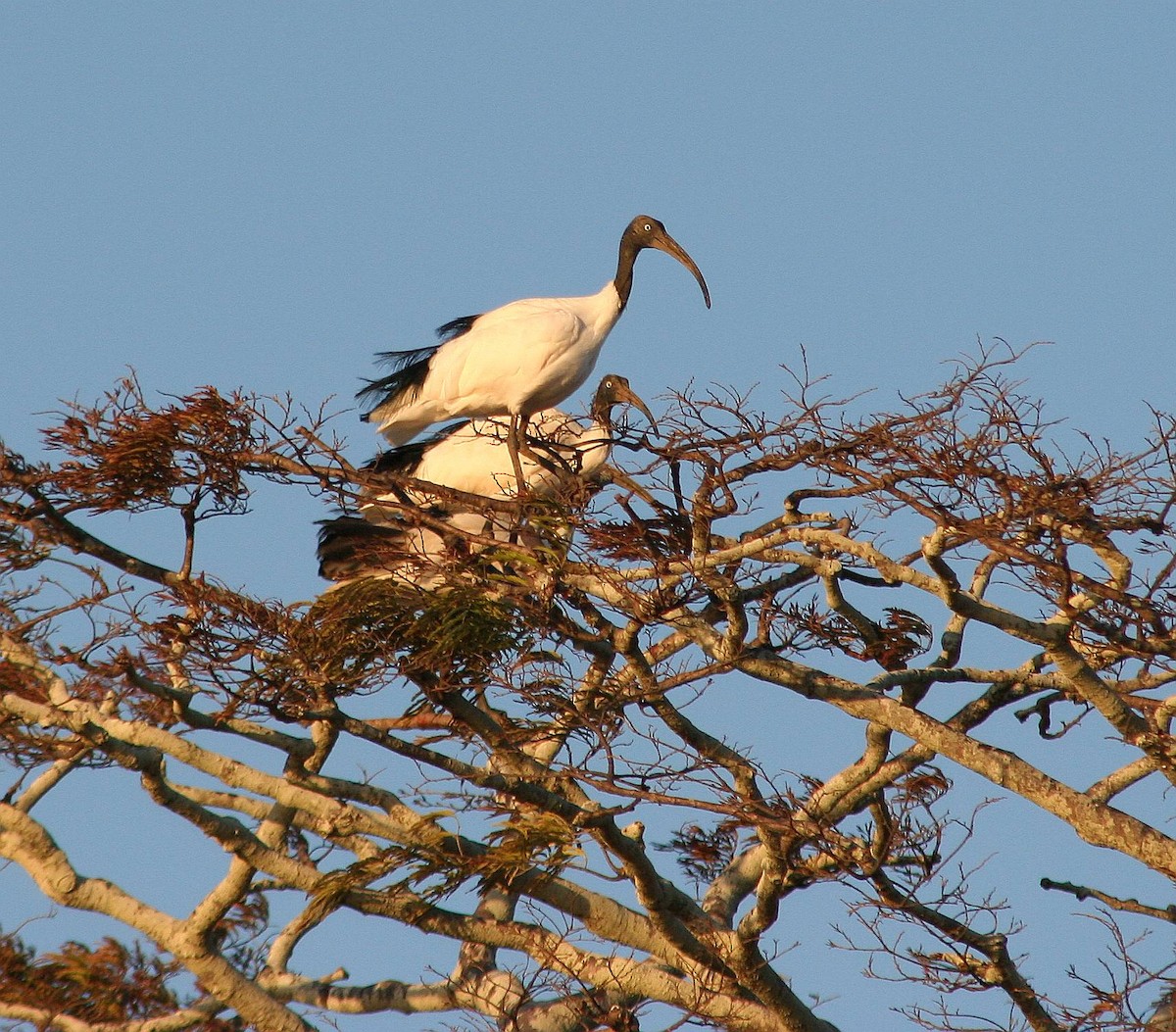 Malagasy Sacred Ibis - ML287642791