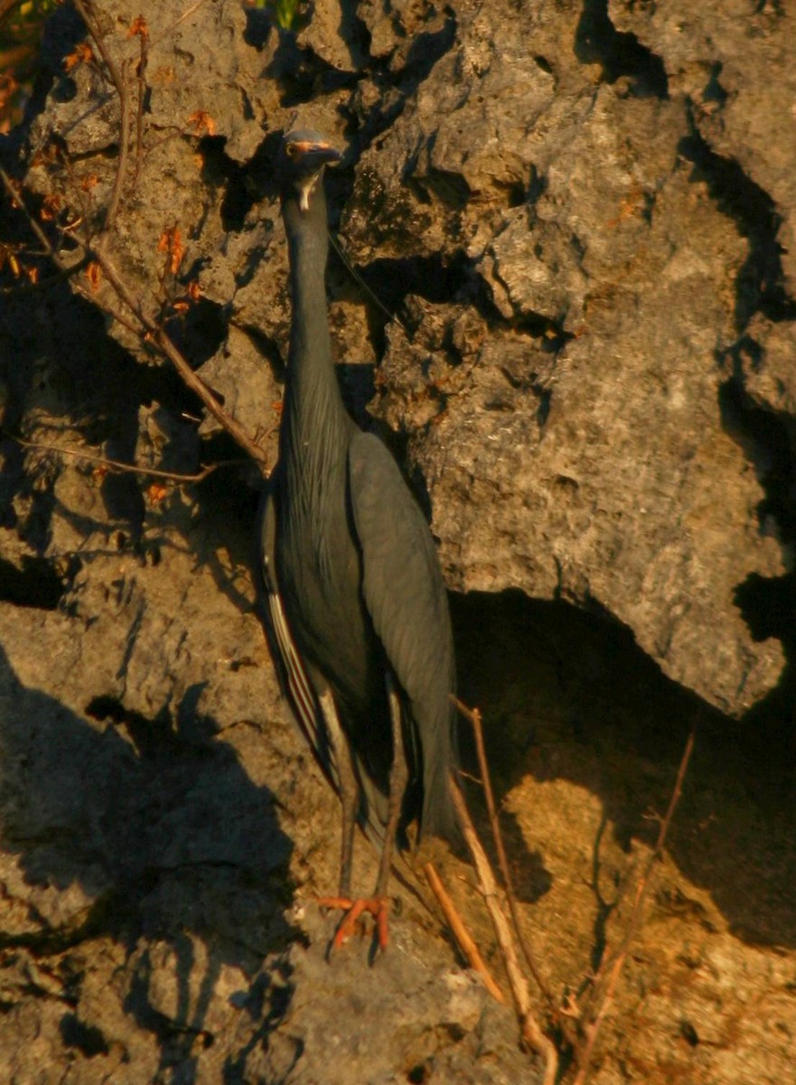 volavka stříbřitá (ssp. dimorpha) - ML287642851