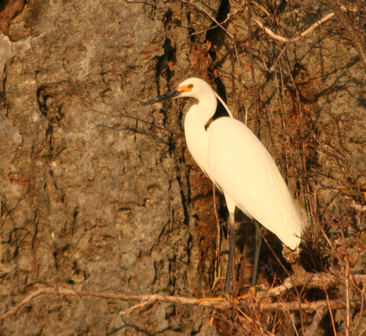 volavka stříbřitá (ssp. dimorpha) - ML287642871