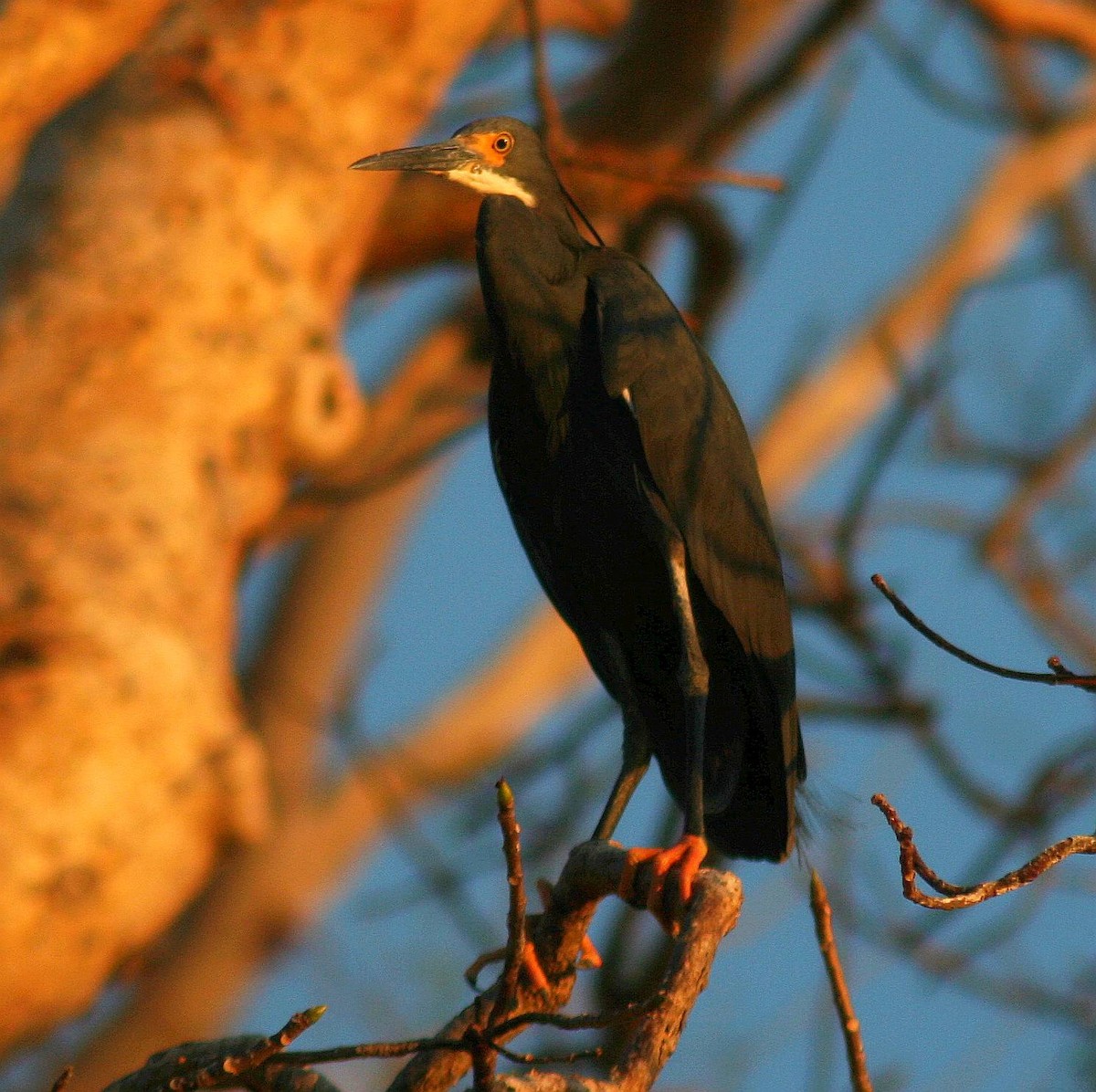 silkehegre (dimorpha) (madagaskarsilkehegre) - ML287643021