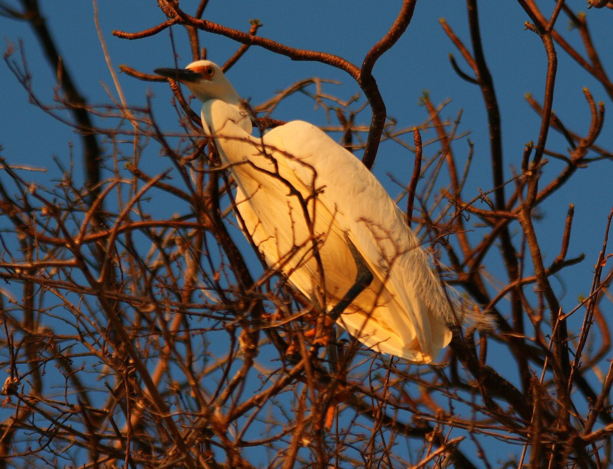 silkehegre (dimorpha) (madagaskarsilkehegre) - ML287643051