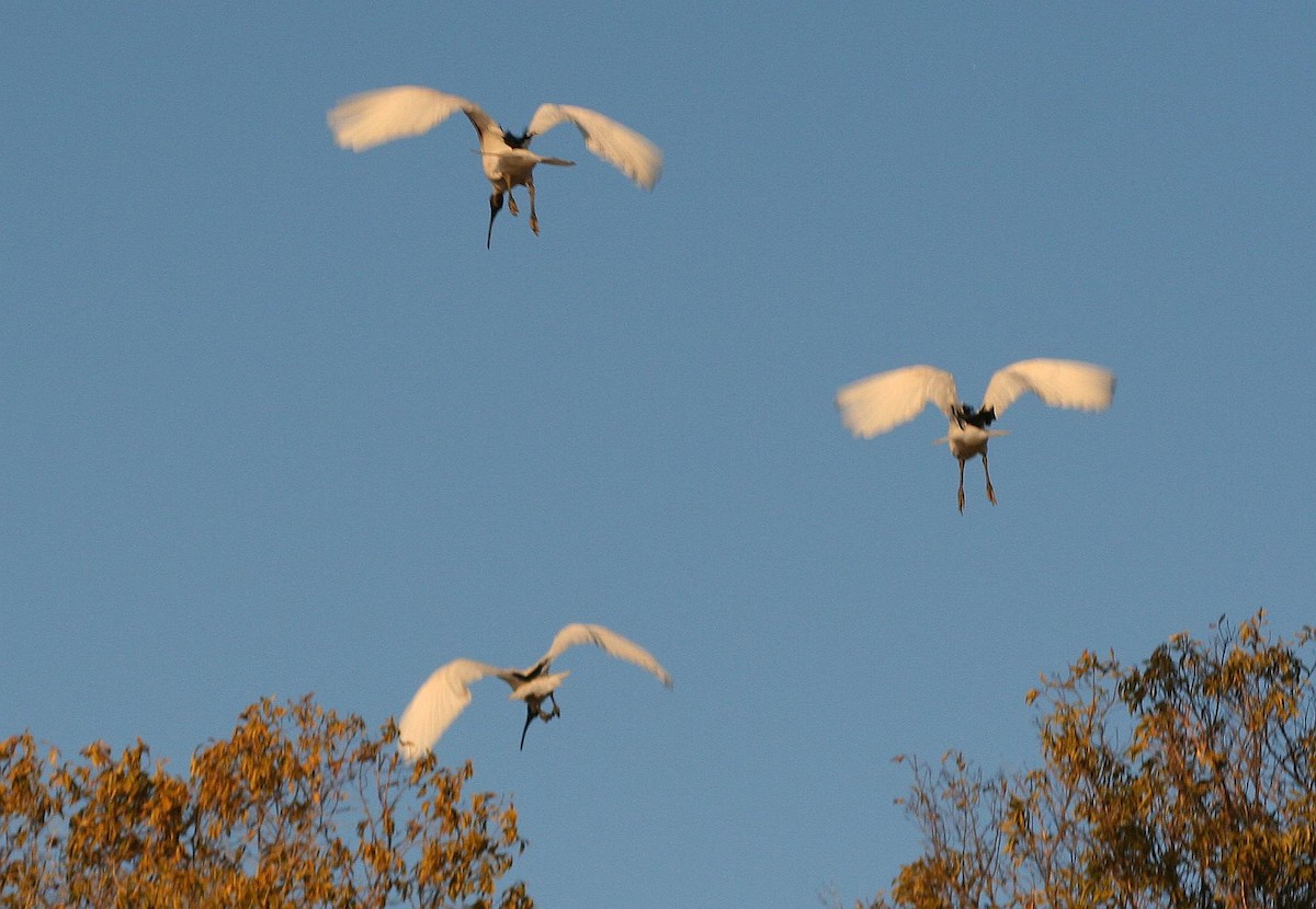 Malagasy Sacred Ibis - ML287643091