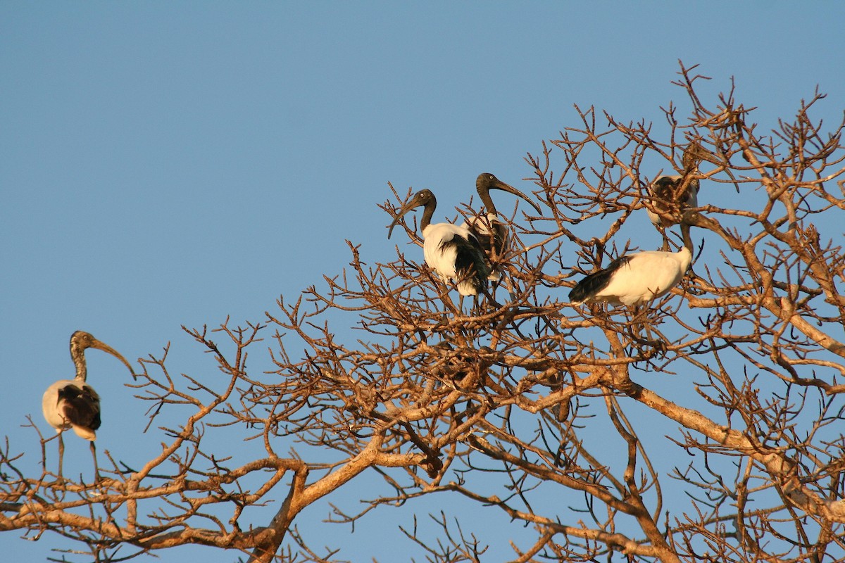 Malagasy Sacred Ibis - ML287643271