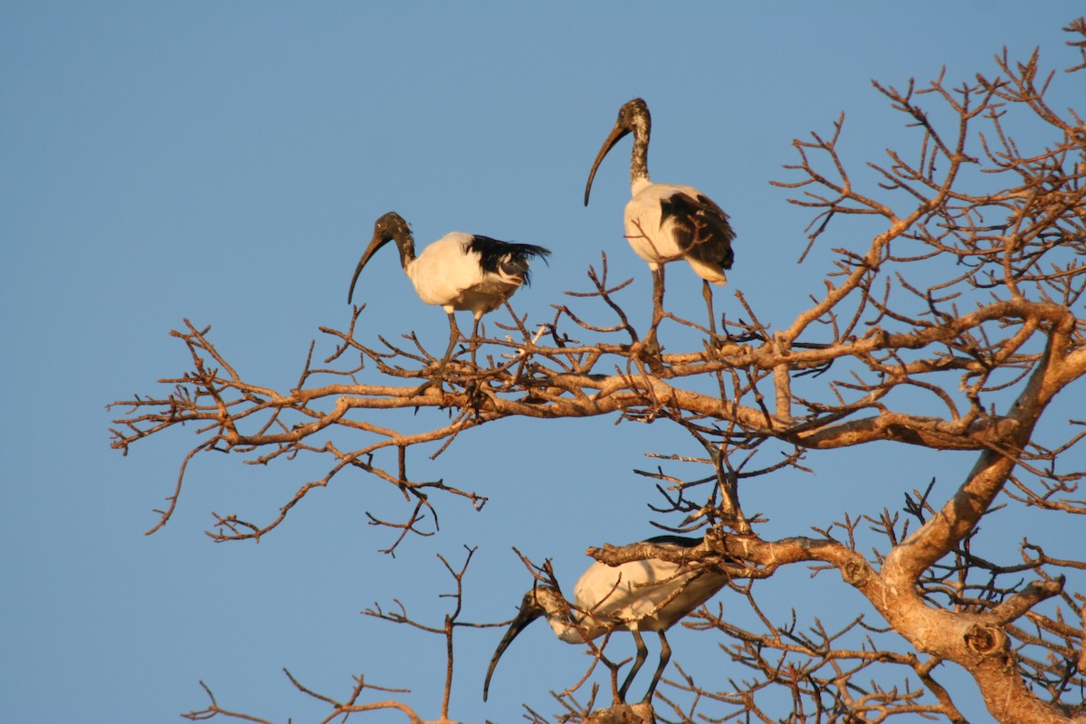 Malagasy Sacred Ibis - AMANDA HACKING